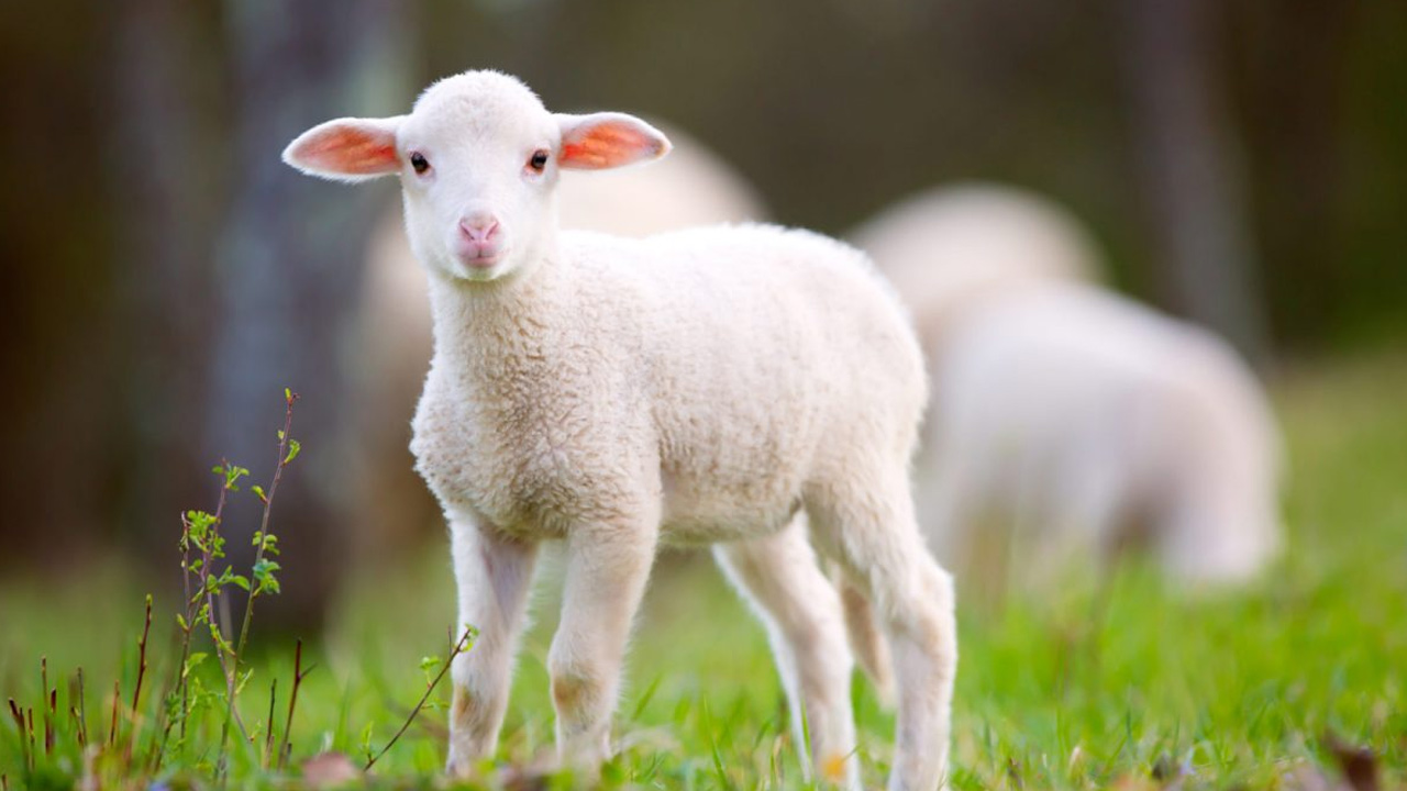 মালাকুল মাওত কি প্রাণীদেরও রুহ কবজ করেন?