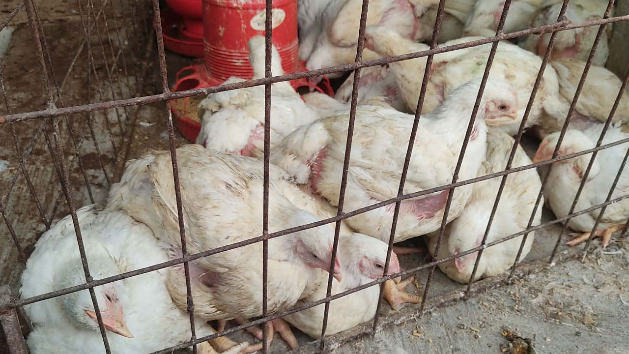 এক লাফে ৩০ টাকা কমলো ব্রয়লারের দাম, চড়া দামেই বিক্রি হচ্ছে মাছ