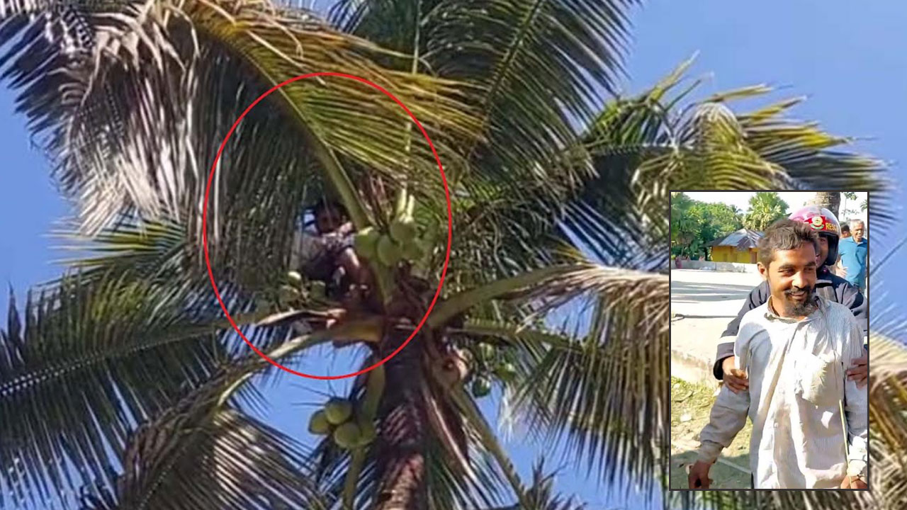 ডাব খেয়ে গাছের চূড়ায় ঘুমিয়ে পড়ল যুবক, উদ্ধার করল ফায়ার সার্ভিস