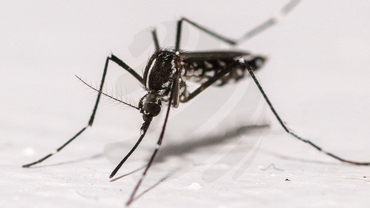 ডেঙ্গু আক্রান্ত হয়ে হাসপাতালে ভর্তি ২০০