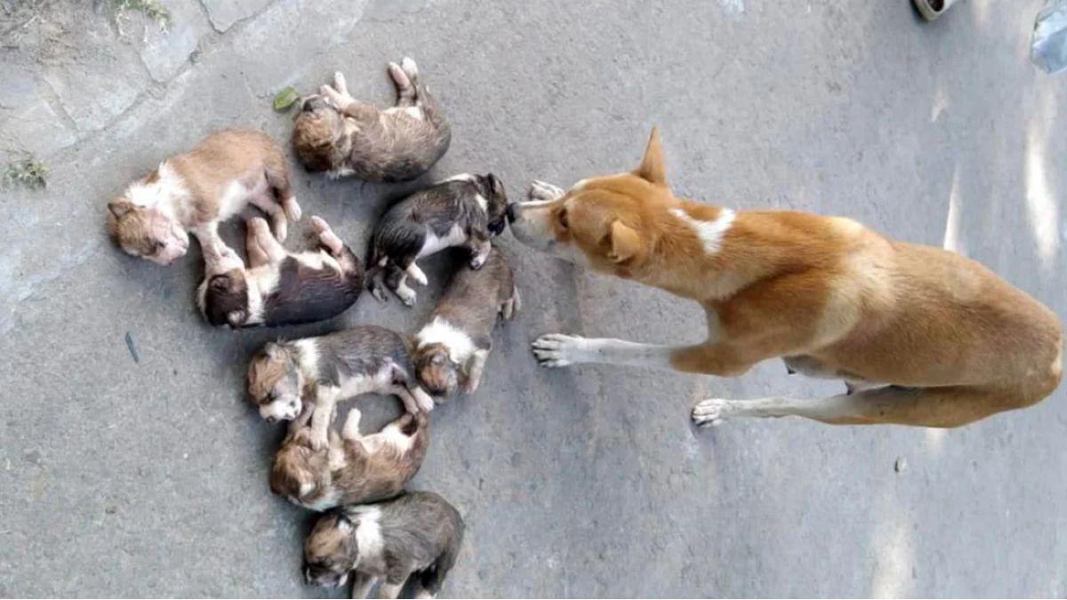 ৮টি কুকুর ছানাকে পুকুরে ডুবিয়ে হত্যা : ব্যবস্থা নিতে লিগ্যাল নোটিশ