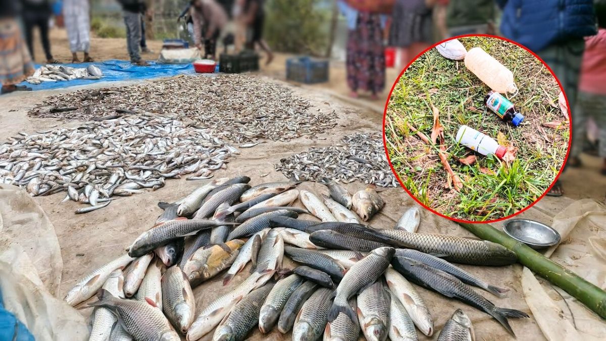 পুকুরে বিষ প্রয়োগ, ভেসে উঠল ৩৫ লাখ টাকার মাছ