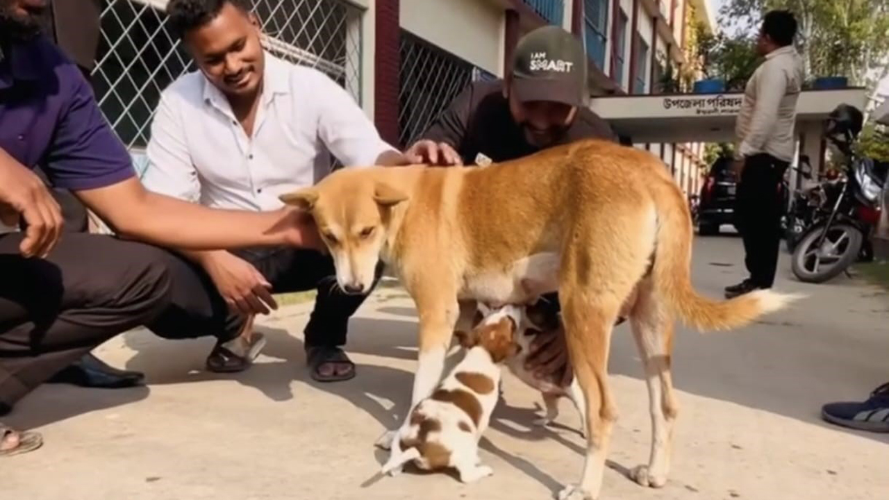 নতুন দুই ছানা পেল ৮ সন্তান হারানো সেই মা কুকুরটি
