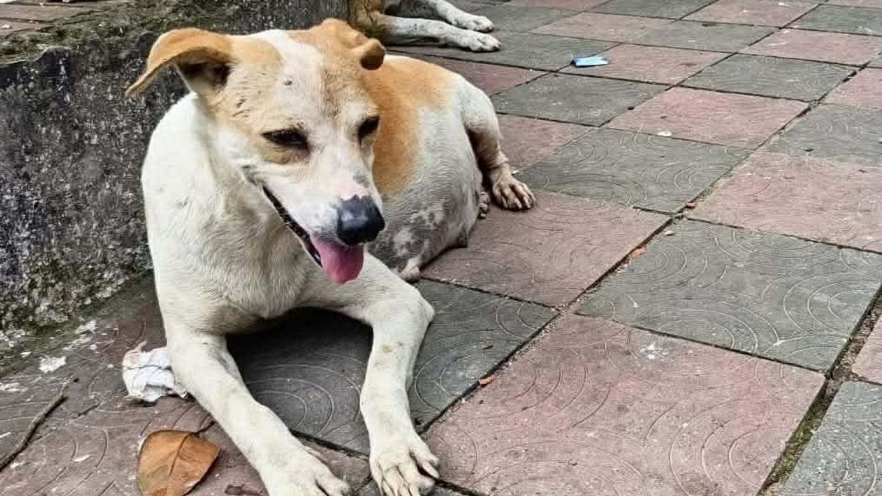 গাড়িচাপায় অন্তঃসত্ত্বা কুকুরের মৃত্যু, চালক-নিরাপত্তাকর্মীর নামে মামলা