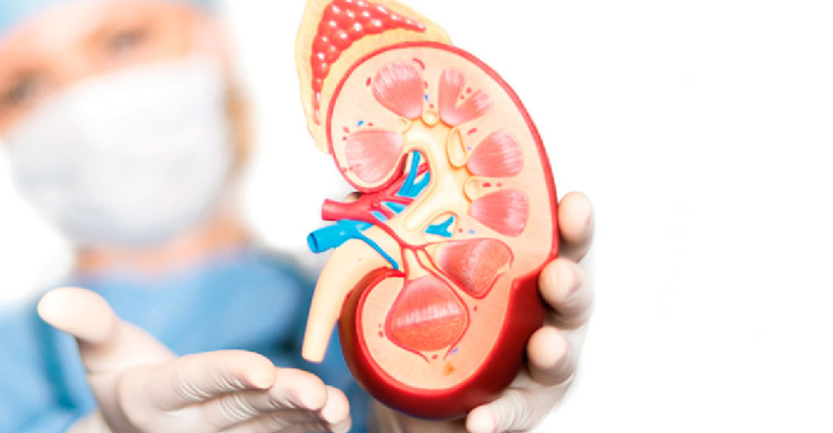 কিডনি ভালো রাখতে যে ৩টি খাবার খাবেন