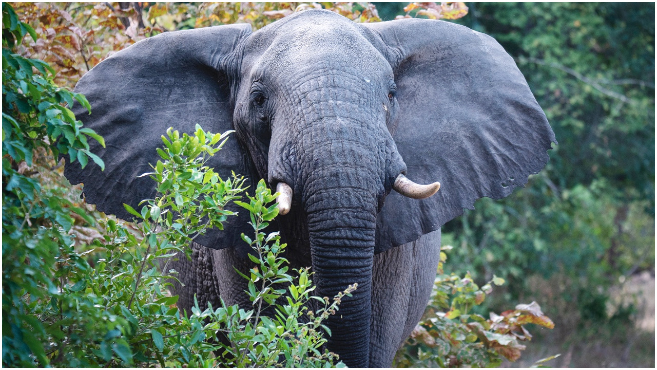 জীবন্ত হাতি পুড়িয়ে হত্যা, শ্রীলঙ্কায় গ্রেপ্তার ৩