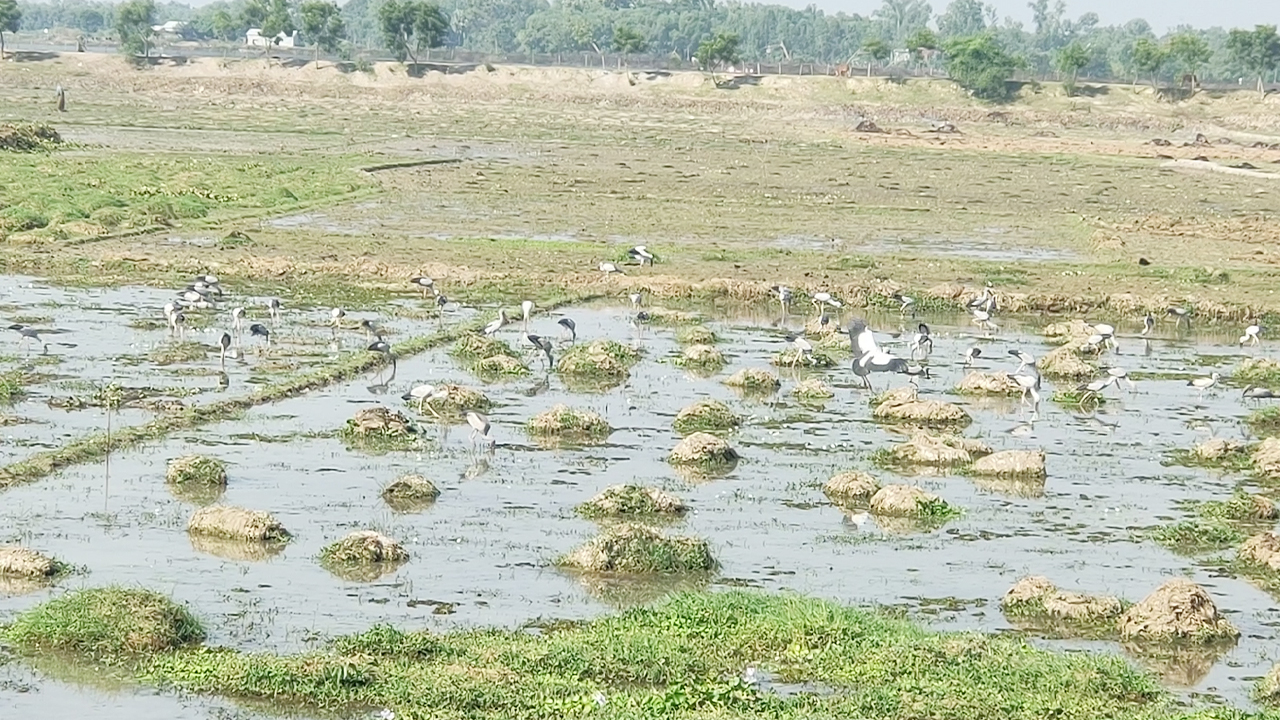 কমেছে প্রাকৃতিক জলাশয়, আবাসস্থল হারাচ্ছে শামুকখোল
