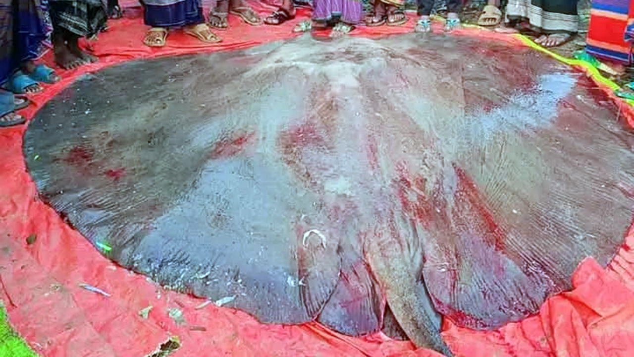 ১০ মণ ওজনের শাপলা পাতা মাছ ১ লাখ ৩১ হাজারে বিক্রি