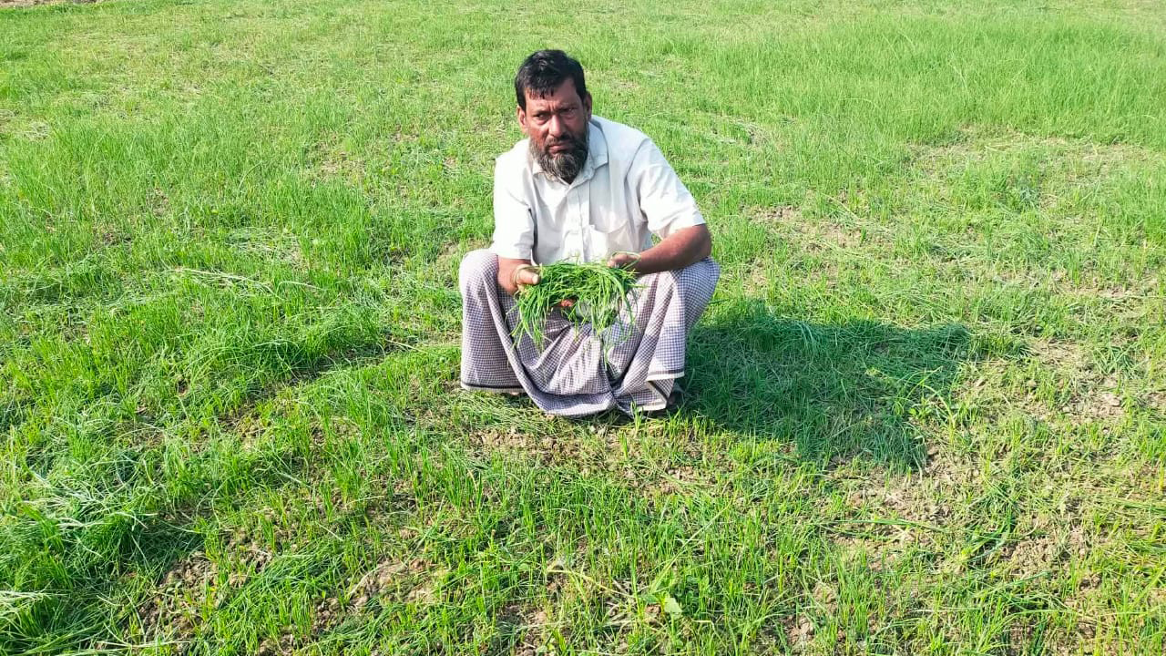‘সকালে মাঠে গিয়ে দেখি সব শেষ’