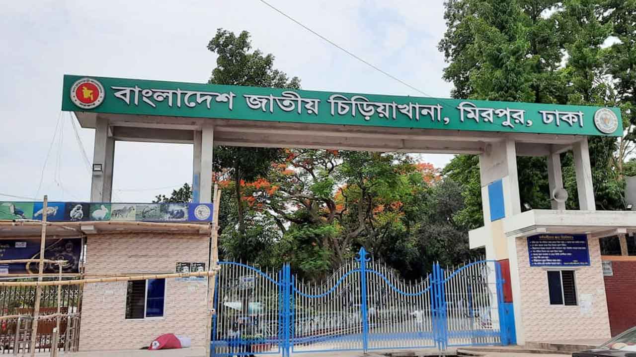 চিড়িয়াখানায় খাঁচার বাইরে সিংহ, নিয়ন্ত্রণের চেষ্টা কর্তৃপক্ষের