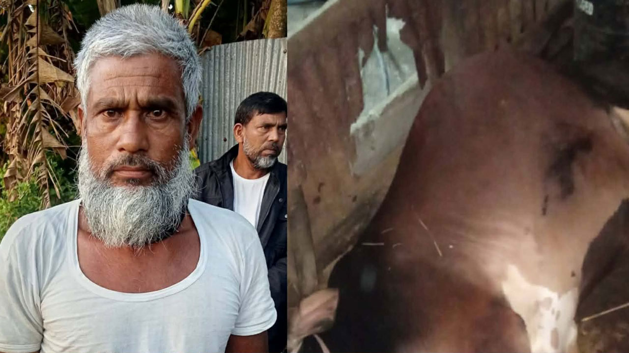 গোয়ালঘরে কৃষকের দুটি গরু জবাই করে রেখে গেল দুর্বৃত্তরা