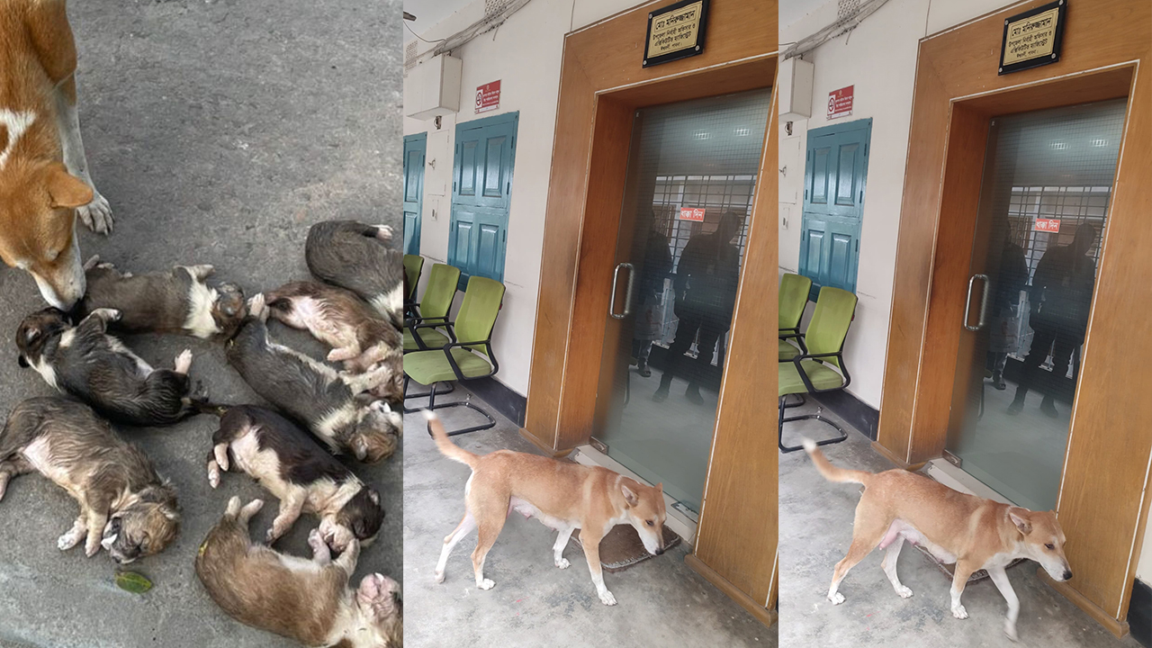 কুকুরছানা হত্যায় অভিযুক্ত কর্মকর্তাকে সরকারি বাসভবন ছাড়ার নির্দেশ