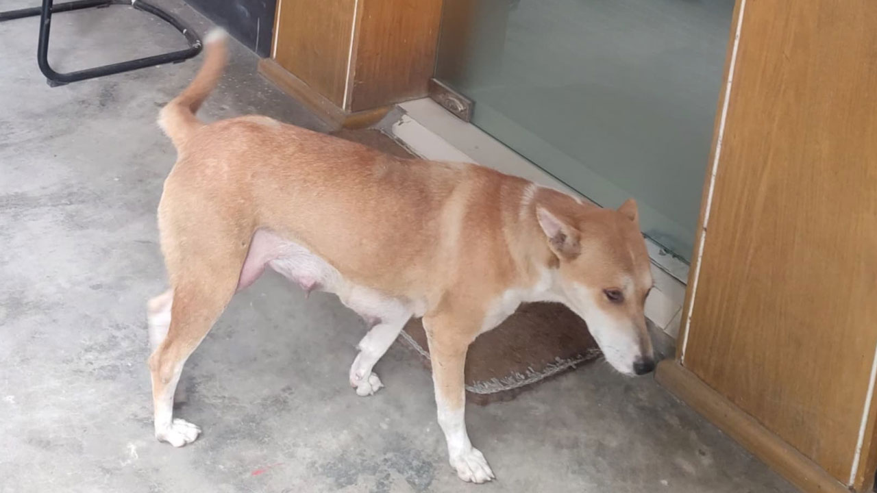 সরকারি বাসভবন ছাড়লেন কুকুর ছানা হত্যায় অভিযুক্ত সেই কর্মকর্তা