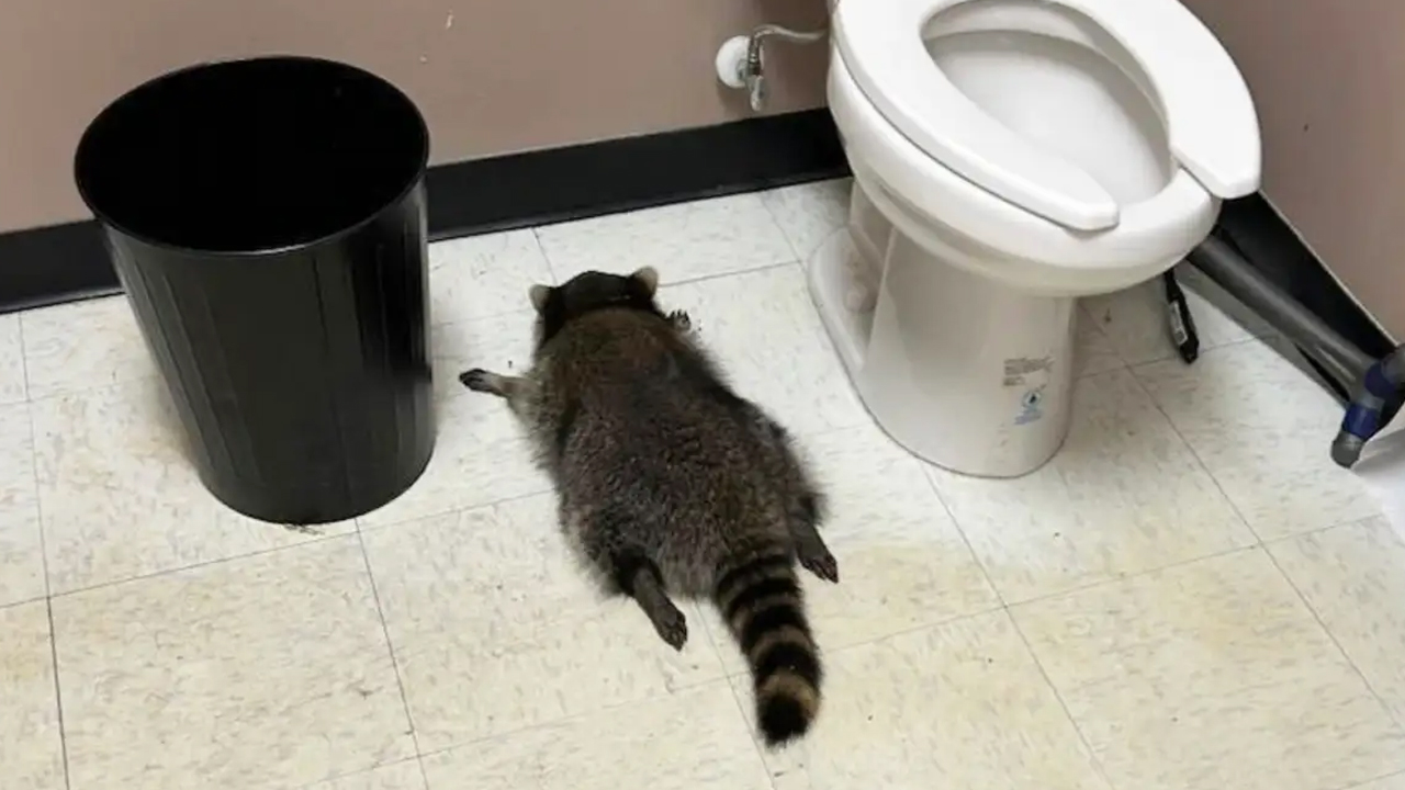 মদের দোকানে ঢুকে মদ খেয়ে মাতাল হয়ে পড়ে রইল র্যাকুন