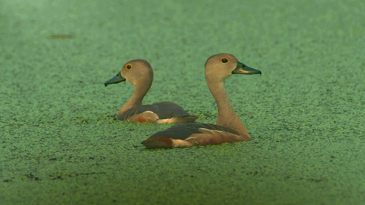 পরিযায়ী পাখির কলতানে মুখর রাজশাহী বিশ্ববিদ্যালয়