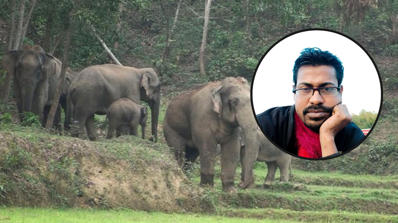 ভিডিও করতে গিয়ে বন্যহাতির পায়ে পিষ্ট হয়ে কনটেন্ট ক্রিয়েটরের মৃত্যু