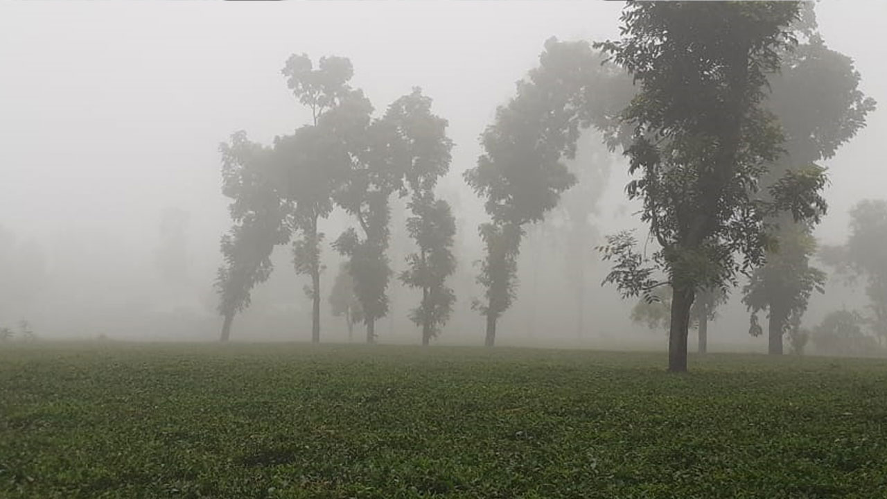 ভোরে হালকা কুয়াশা পড়ার সম্ভাবনা, সপ্তাহ শেষে শীত বাড়ার ইঙ্গিত