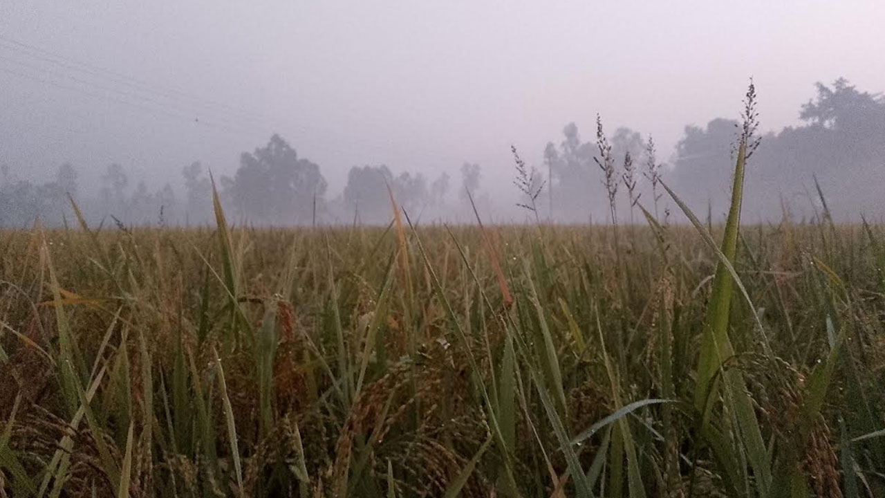 নীলফামারীতে বাড়ছে শীতের তীব্রতা, তাপমাত্রা ১২ ডিগ্রি সেলসিয়াস 