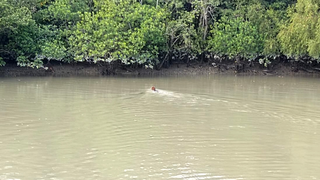সুন্দরবনে আবারও বাঘের দেখা পেলেন দর্শনার্থীরা