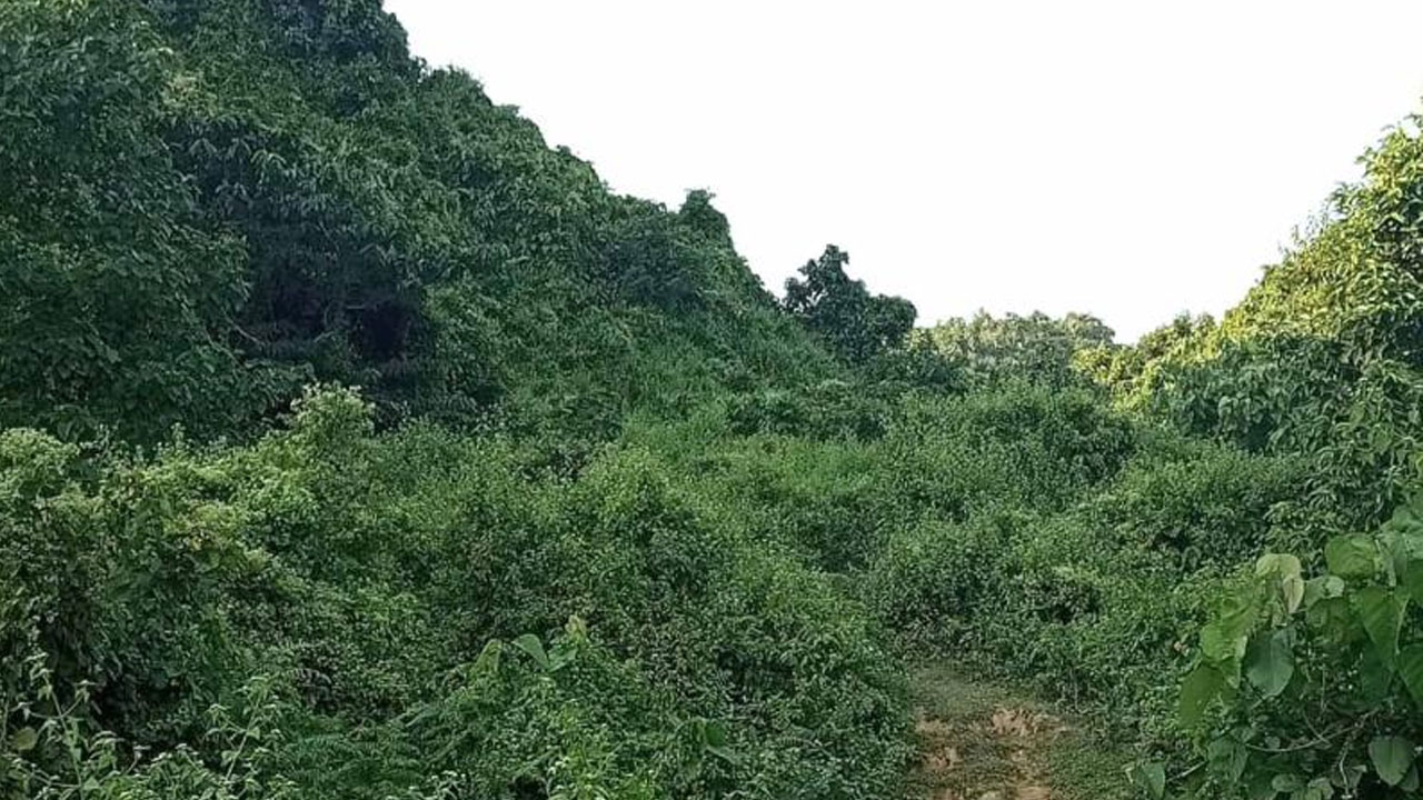 হেক্টরে হেক্টরে গাছের চারা রোপণের নামে লুটপাট!