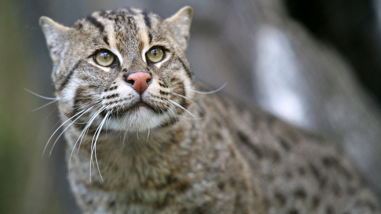 বিশ্ব মেছোবিড়াল দিবস আজ, প্রথমবার পালিত হচ্ছে বাংলাদেশে