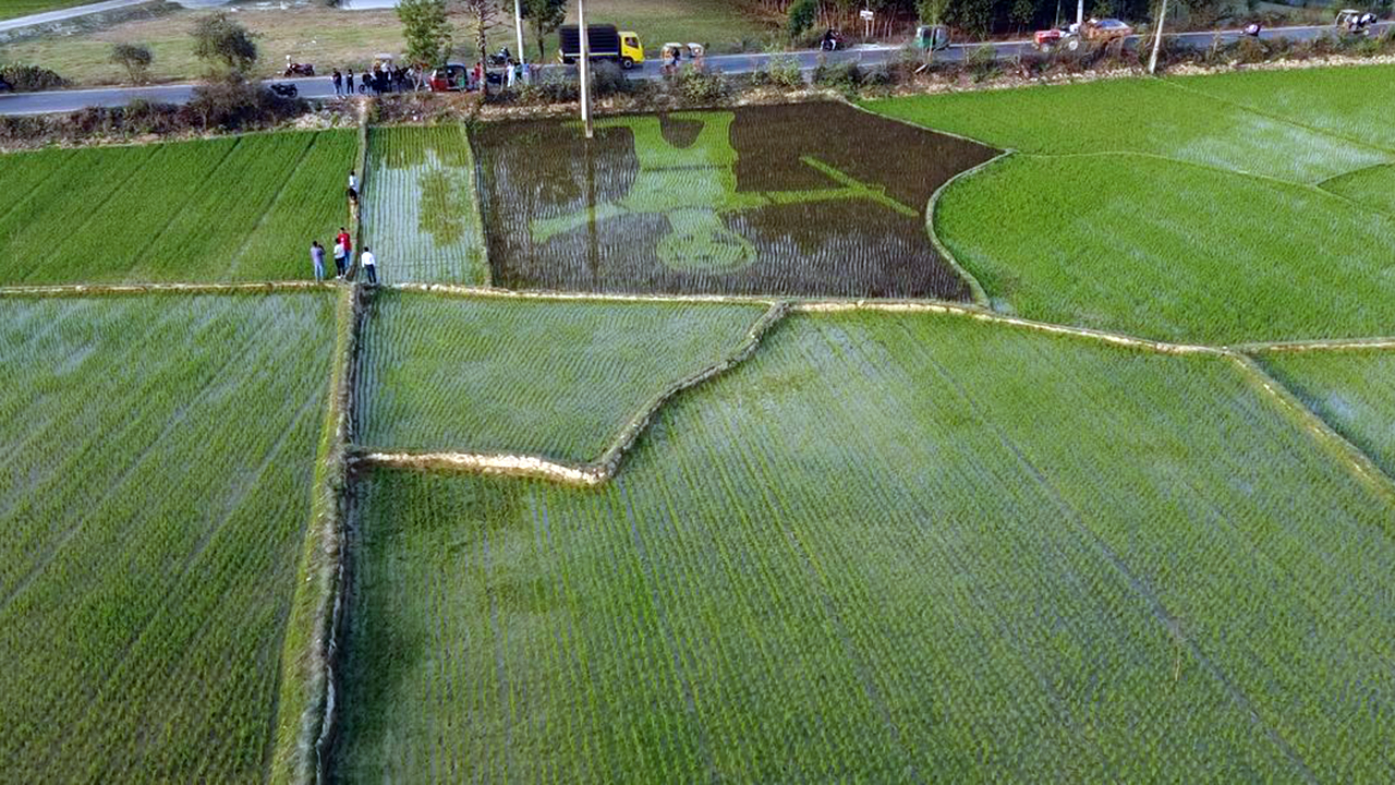 শস্যচিত্রে শহীদ আবু সাঈদ