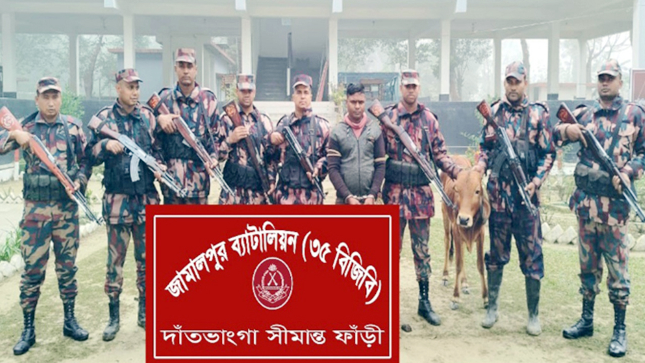 সীমান্তে ভারতীয় গরুসহ সাদ্দাম আটক