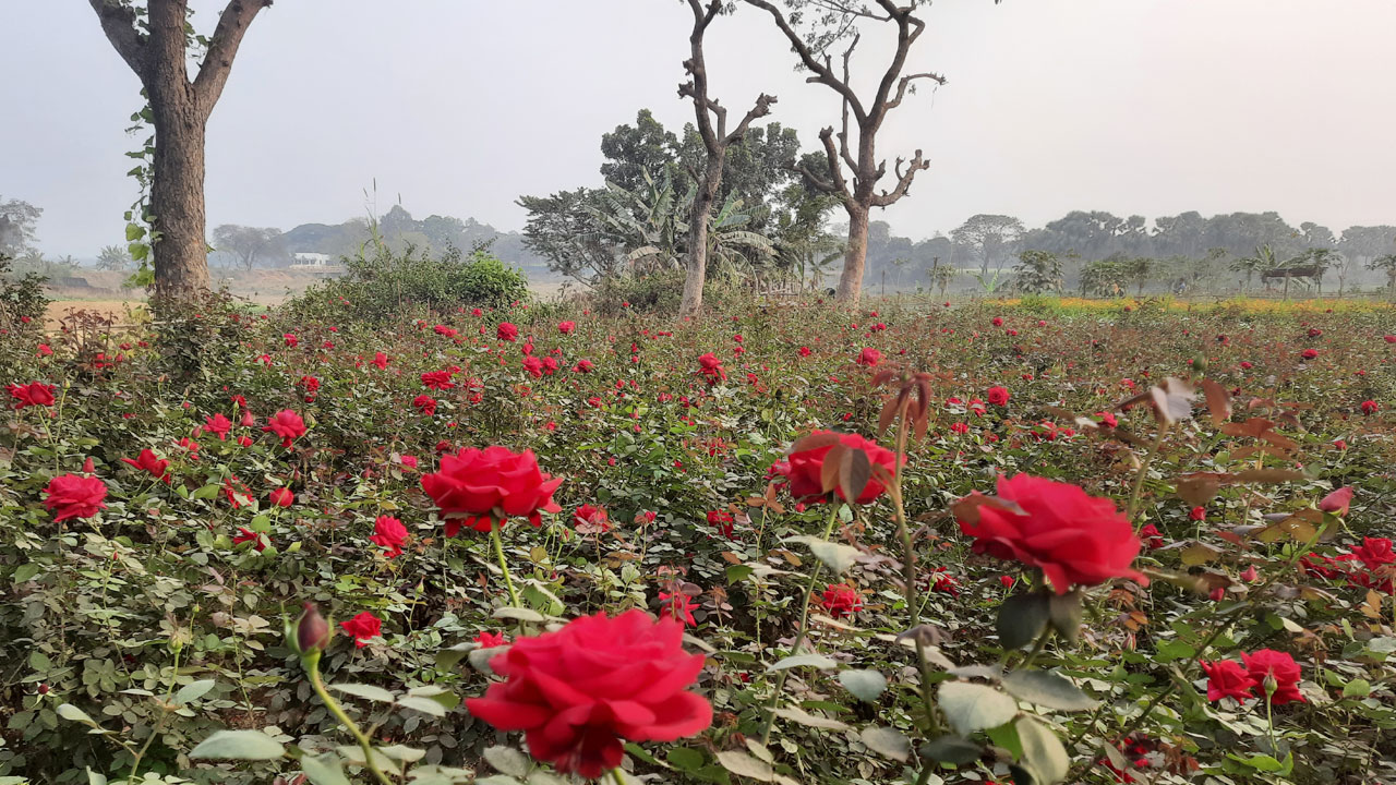 সাভারে তিন দিবস ঘিরে ৫০ কোটি টাকার গোলাপ বিক্রির আশা