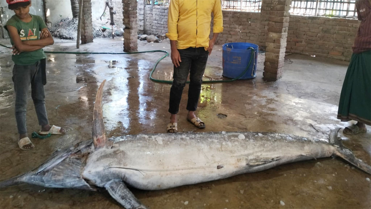 সাগরে জেলের জালে পাঁচ মন ওজনের পাখি মাছ,বিক্রি পনের হাজার টাকায়