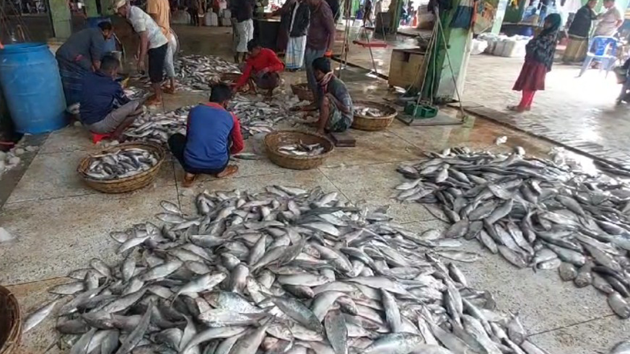 এক ট্রলারে মিললো ১৯৫ মণ ইলিশ, ৪০ লাখ টাকায় বিক্রি