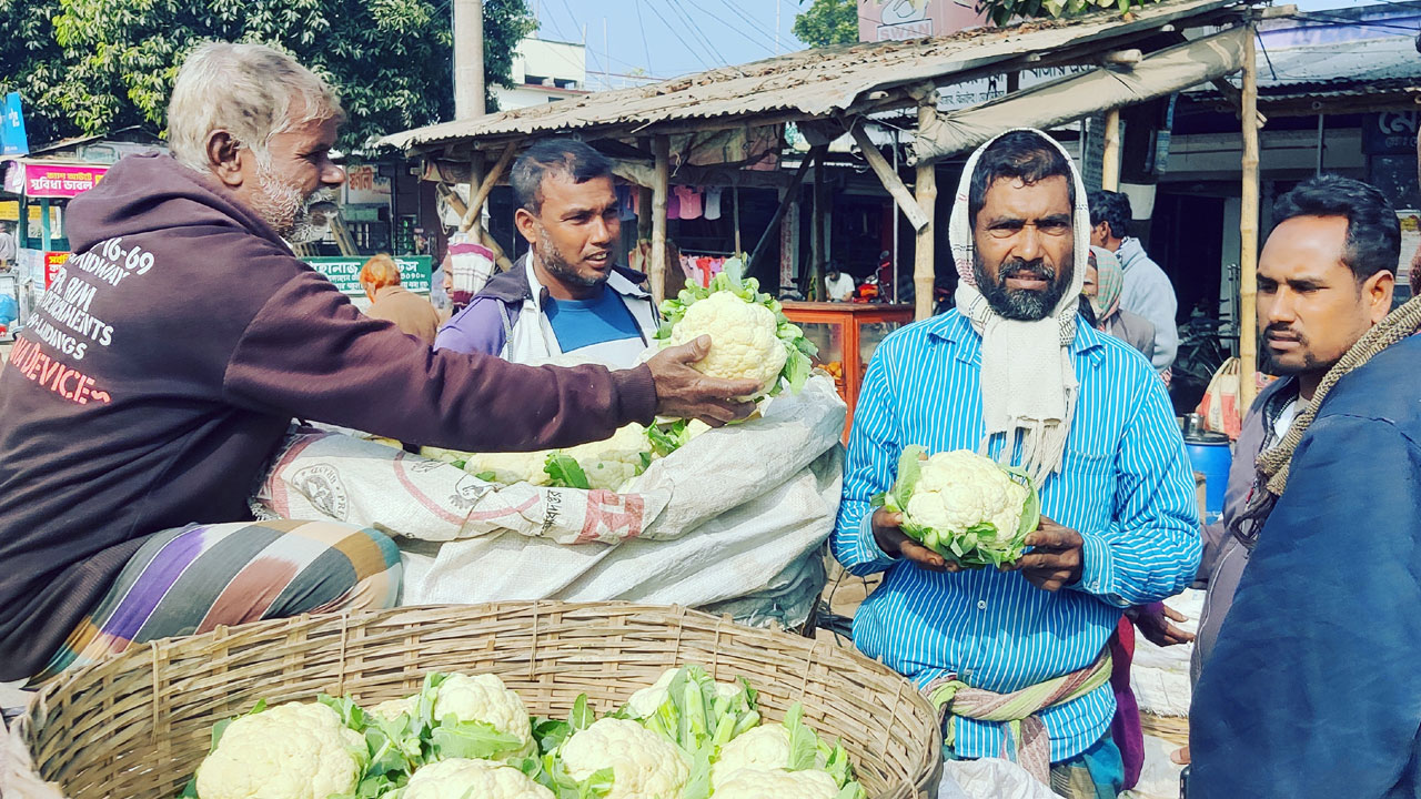 ভ্যান ভাড়া উঠাতে ২ টাকা পিস ফুলকপি বিক্রি করলেন কৃষক