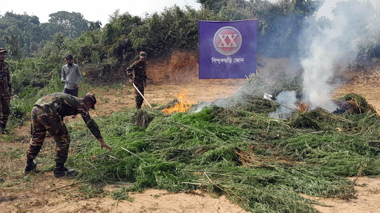 দুই একর জমিতে গাঁজা চাষ, পুড়িয়ে দিলো সেনাবাহিনী