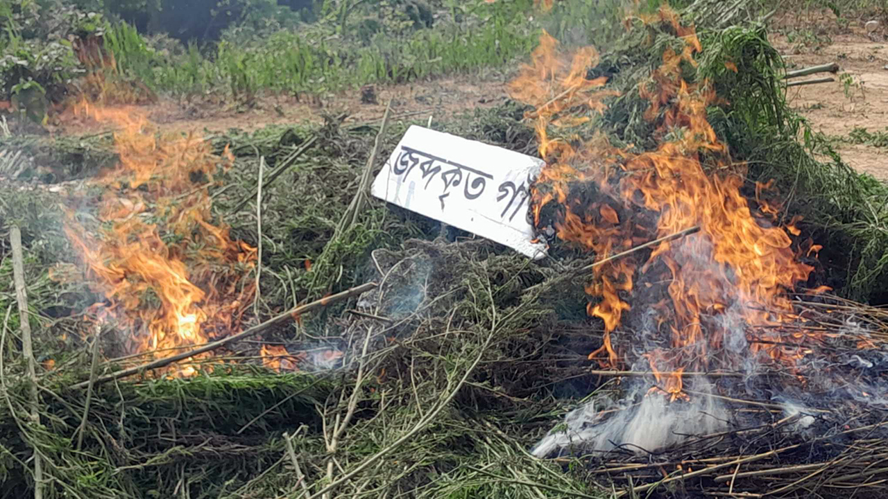দুর্গম পাহাড়ে দুই একর জায়গাজুড়ে গাঁজা চাষ, ধ্বংস করলো সেনাবাহিনী