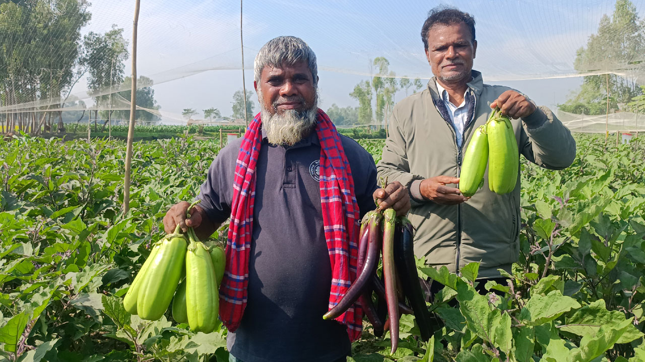 বেগুন চাষে খরচ ১৫ হাজার টাকা, বিক্রির আশা আড়াই লাখ