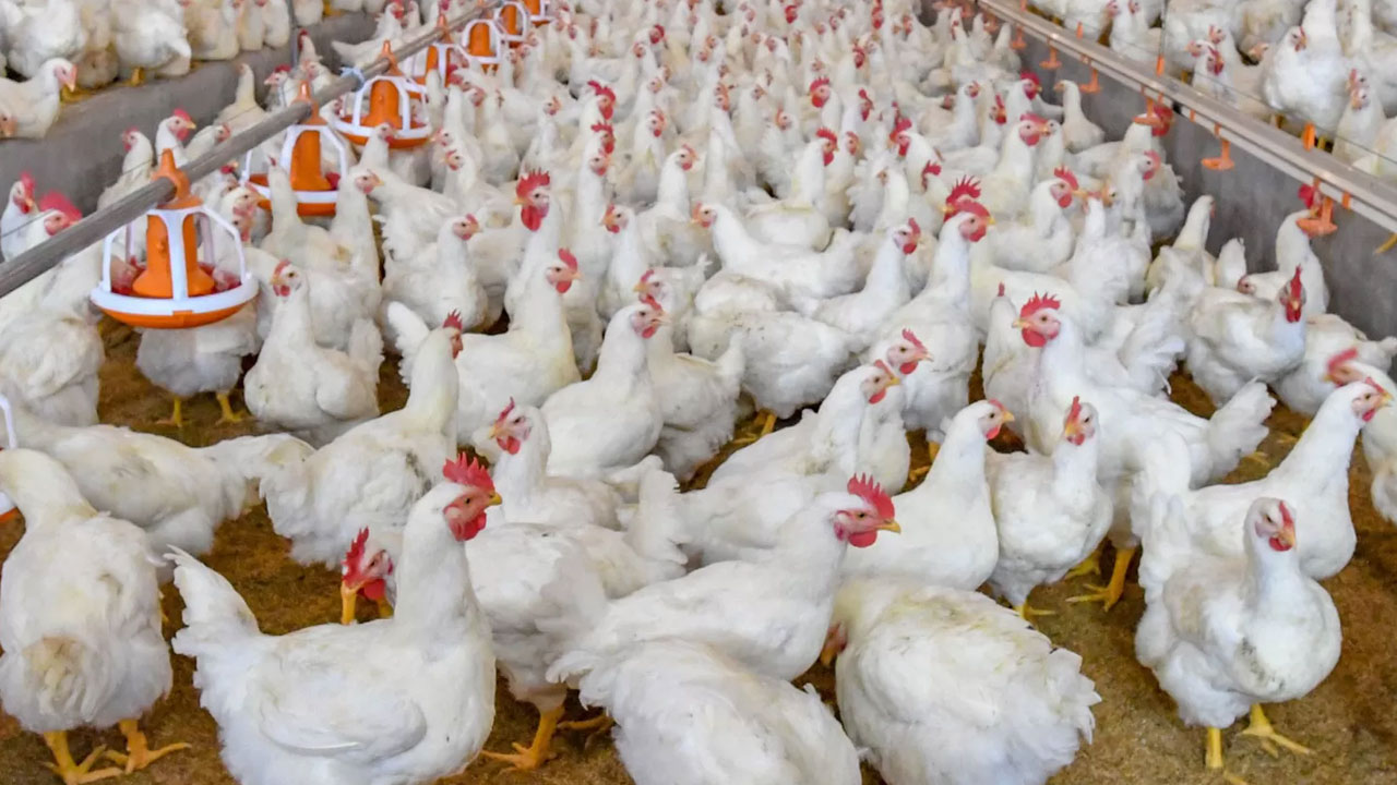 ‘সিন্ডিকেটের দৌরাত্ম্য না কমলে প্রান্তিক খামারি থাকবে না’