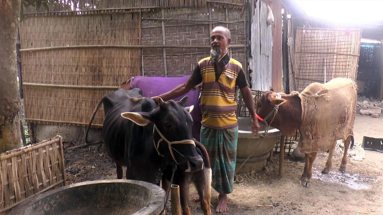 শেরপুরে সরকারি পশু চিকিৎসা পেতে গুনতে হয় বাড়তি টাকা