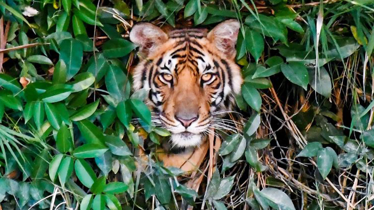 সুন্দরবনের রাজা বাড়ছে, মানুষের মৃত্যু কমছে কি?