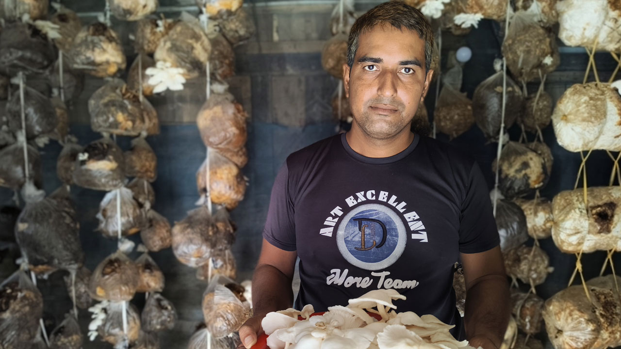 নিজ ঘরের বারান্দায় মাশরুম চাষে স্বাবলম্বী সবুজ