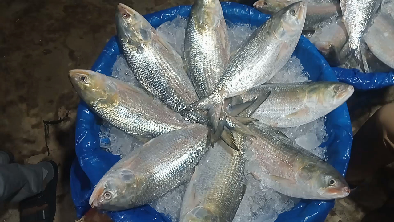 ইলিশের মূল্য নির্ধারণের প্রস্তাব প্রধান উপদেষ্টার অনুমোদন