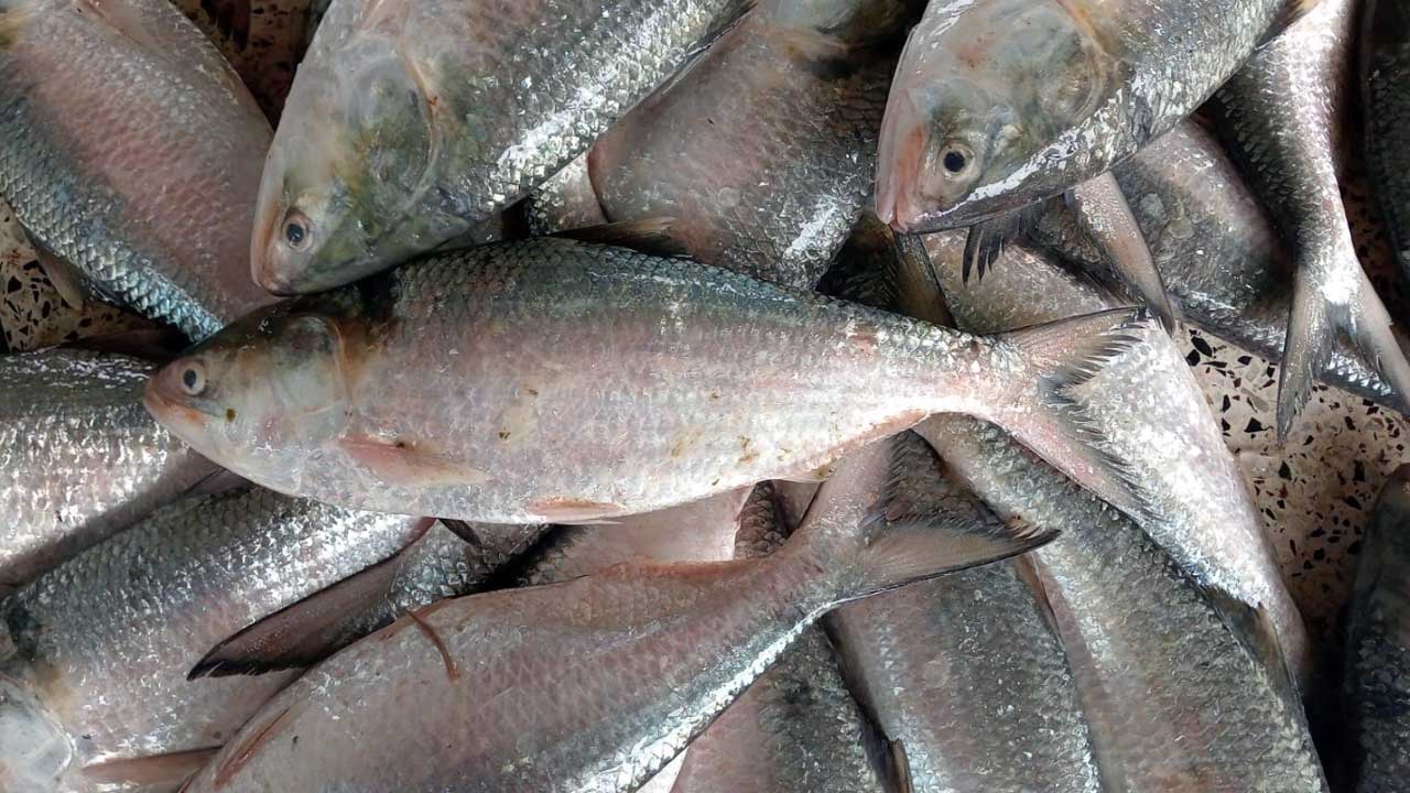 এক ট্রলারে এলো ৬৫ মণ ইলিশ