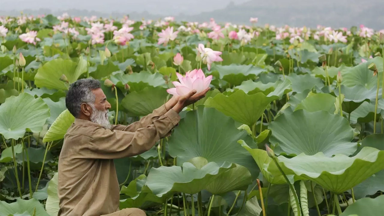 ৩০ বছর পর কাশ্মিরের উলার হ্রদে ফিরল ‘হারিয়ে যাওয়া প্রেম’