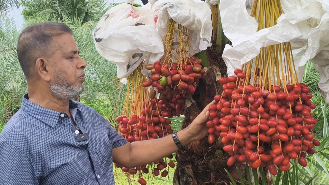 বাগেরহাটের লবণাক্ত জমিতে সৌদি খেজুরের বাম্পার ফলন