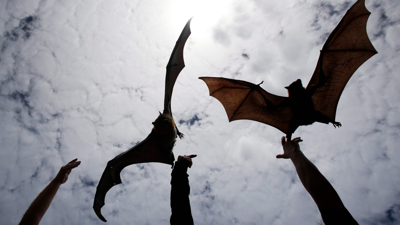 কতটা ভয়ঙ্কর লিসাভাইরাস?