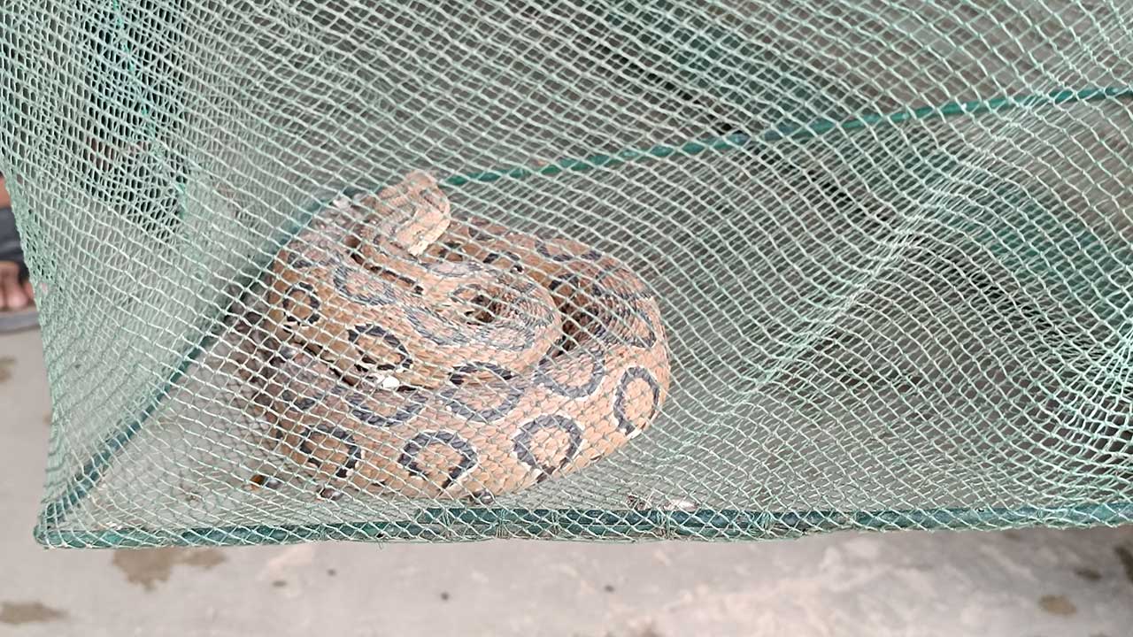 মানিকগঞ্জে পদ্মার চরাঞ্চল থেকে রাসেলস ভাইপার উদ্ধার