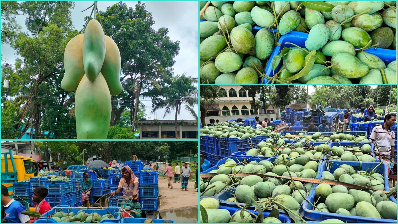 আমের বাণিজ্যিক রাজধানী সাপাহারে হবে ‘ম্যাংগো ফেস্টিভ্যাল’