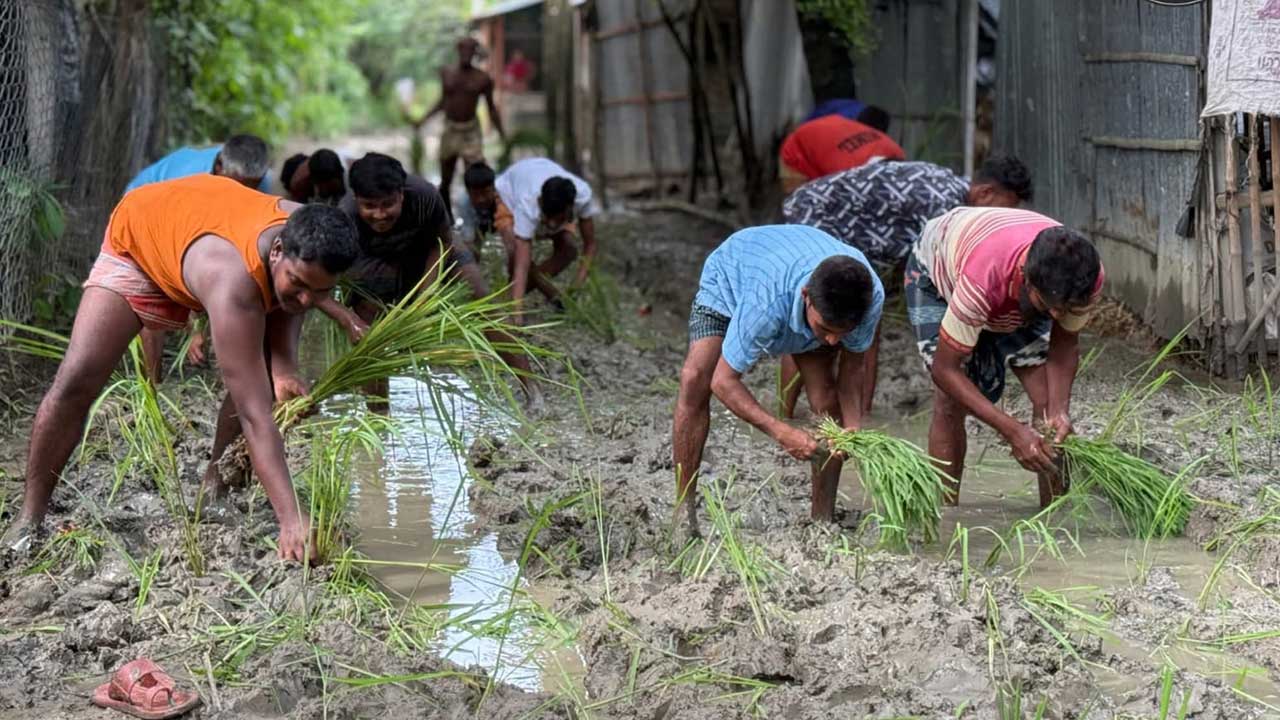 রাস্তায় ধান রোপণ করে ব্যতিক্রমী প্রতিবাদ