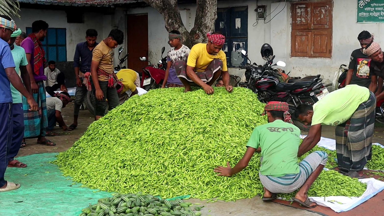 নওগাঁয় এক সপ্তাহের ব্যবধানে কাঁচা মরিচের ডাবল সেঞ্চুরি