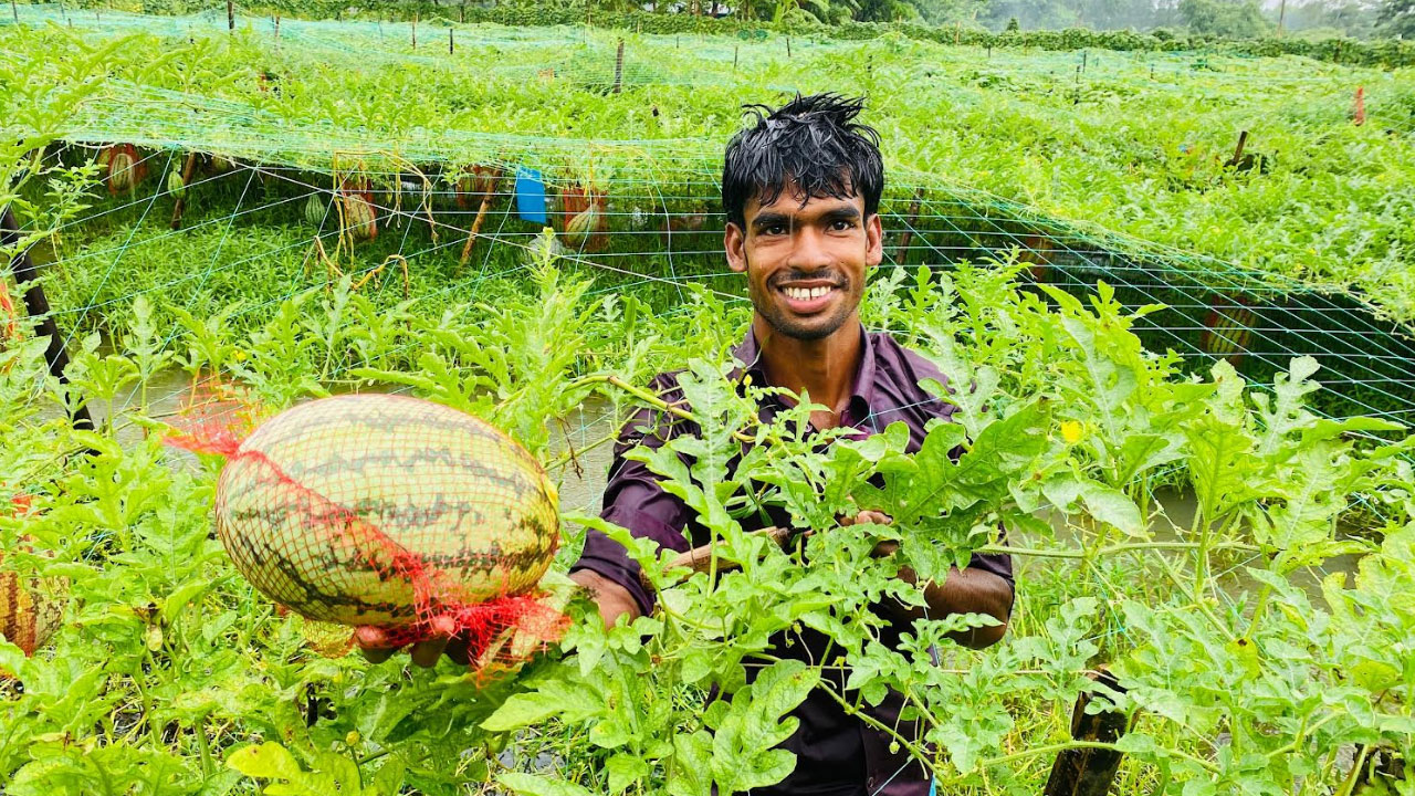 বর্ষাকালে তরমুজ চাষে বাম্পার ফলন, কৃষকের মুখে সফলতার হাসি