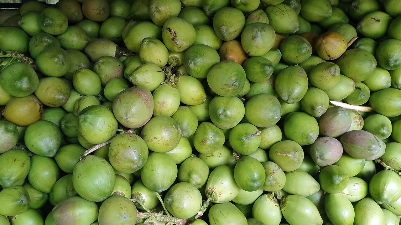 ডেঙ্গু আতঙ্কে চাহিদা বাড়ায় দাম বেড়েছে ডাবের, বাজারে সংকট