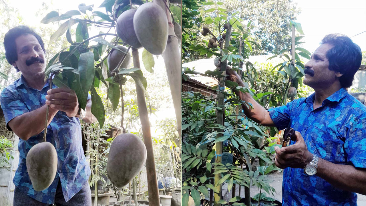 বাড়ির আঙ্গিনায় শখের বাগান, মাল্টা-মালবেরিসহ রয়েছে ৭০টি আমগাছ